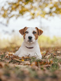 Portrait of dog on field