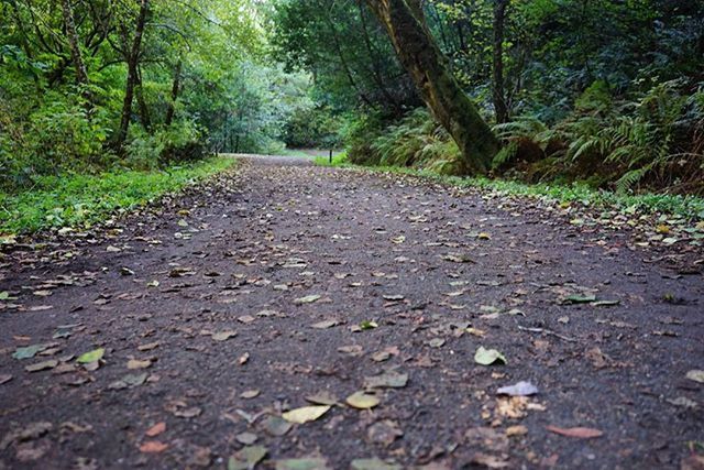 the way forward, tree, diminishing perspective, vanishing point, surface level, tranquility, transportation, forest, nature, road, tranquil scene, leaf, dirt road, growth, autumn, asphalt, day, empty road, outdoors, no people