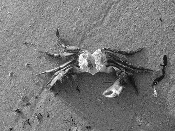 High angle view of animal skull on sand