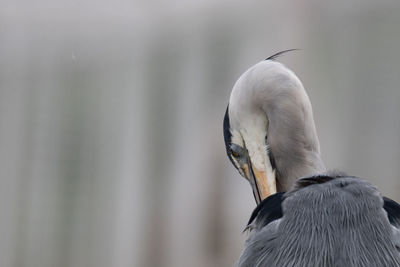 Close-up of heron