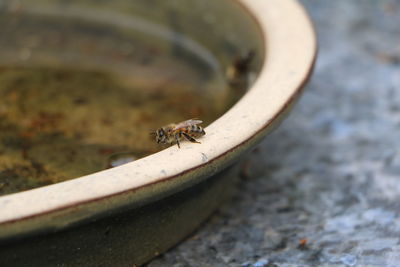 Close-up of honey bee on container