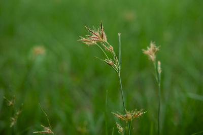 Close-up of crops on field