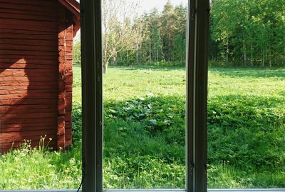 Trees and grassy field seen through window