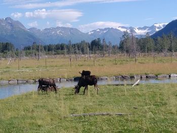 Cows grazing on field against sky