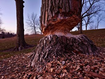 tree