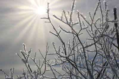 Low angle view of sunlight streaming through tree against sky