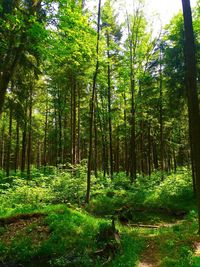 Trees growing in forest