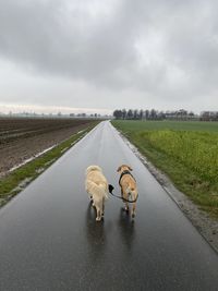 View of dog on road against sky