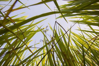 Low angle view of bamboo plants against sky