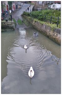 High angle view of birds in water