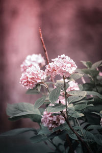 Close-up of pink flowering plant
