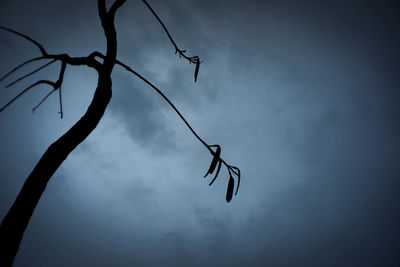 Low angle view of silhouette plant against sky