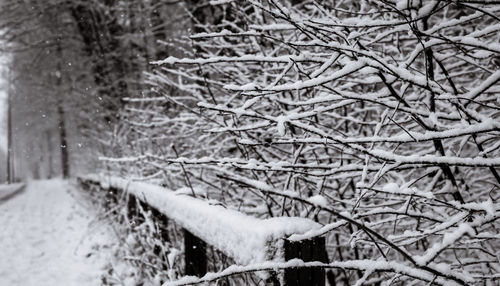 Snow covered bare trees