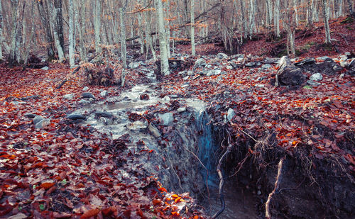 Plants growing on land in forest during autumn