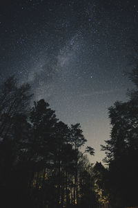 Low angle view of trees against sky at night