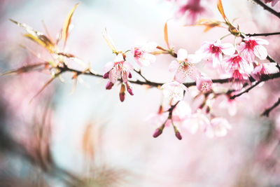 Low angle view of cherry blossom growing on tree