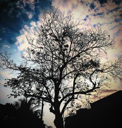 Low angle view of silhouette tree against sky