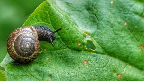 Close-up of snail on leaf