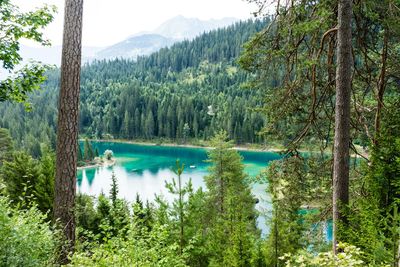 Scenic view of lake amidst trees in forest