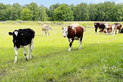 Cows grazing on field