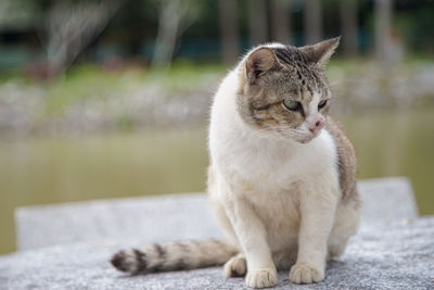 Cat sitting on looking away