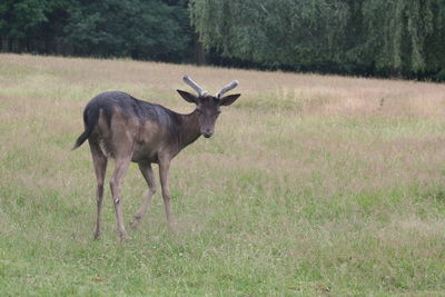 Deer standing on field