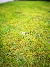 Close-up of grass on field