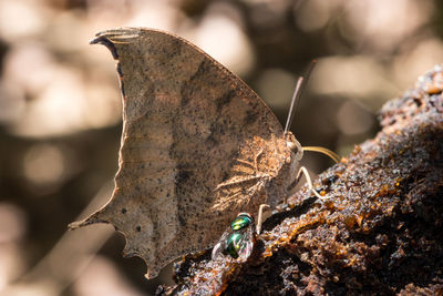 Close-up of butterfly on leaf