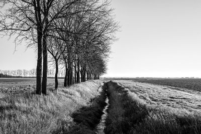 Bare tree on field against clear sky