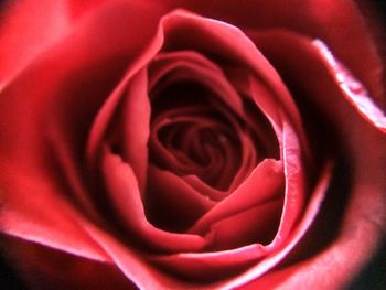 Full frame shot of rose