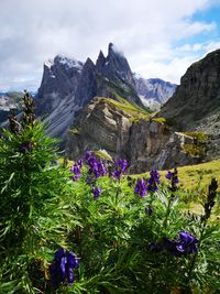 Purple flowering plants by rocky mountains against sky