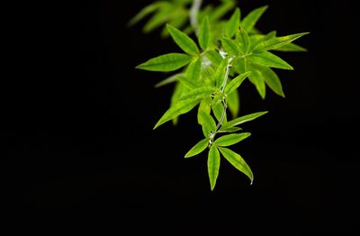 Close-up of plants against black background