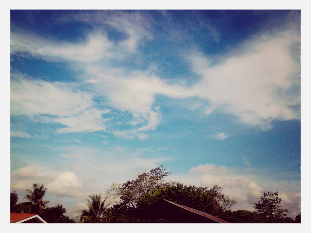 transfer print, sky, tree, low angle view, cloud - sky, auto post production filter, cloud, tranquility, cloudy, beauty in nature, nature, growth, scenics, tranquil scene, palm tree, high section, blue, outdoors, day, no people