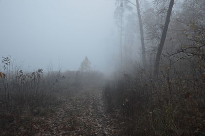 Trees on field against sky during foggy weather