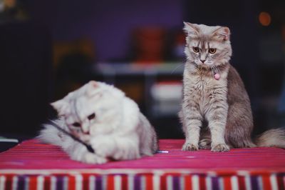 Cat sitting on table