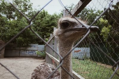 View of bird in cage at zoo