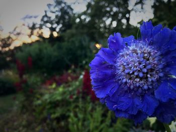 Close-up of purple flowers