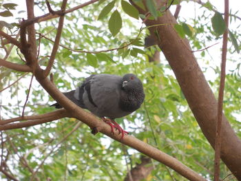 Low angle view of bird perching on tree