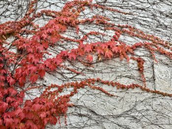 Full frame shot of tree