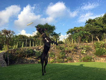 Low angle view of black dog reaching towards frisbee