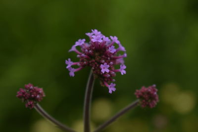 Close-up of purple flowers blooming outdoors