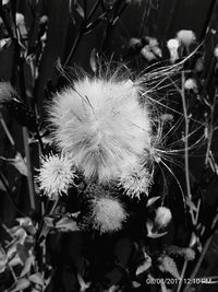 Close-up of flowers