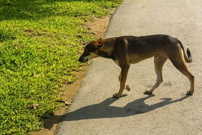 High angle view of dog on footpath