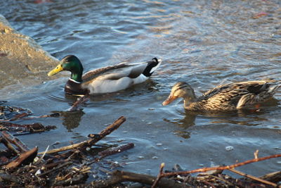 Ducks in a lake