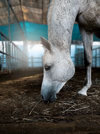 Close-up of horse in ranch