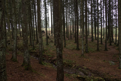 Pine trees in forest