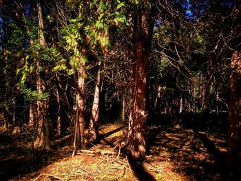 Trees in forest