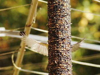 Close-up of tree trunk