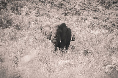 Elephant walking in a field