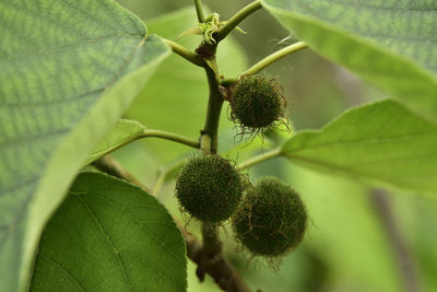 Close-up of fruit on plant